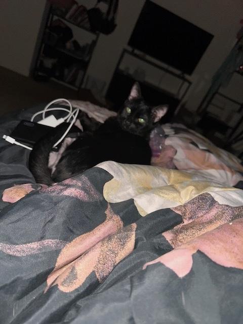 Enlarge Cosmo, a ADOPTABLE Domestic Short Hair in Santa Cruz, CA image 3/3