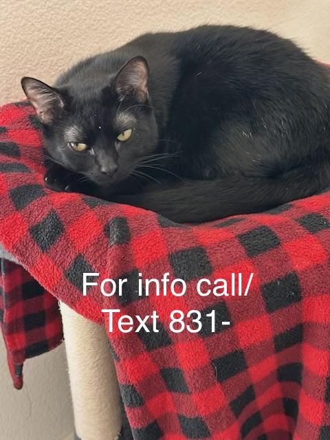 Enlarge Cosmo, a ADOPTABLE Domestic Short Hair in Santa Cruz, CA image 1/3