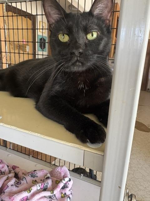 Cosmo, a ADOPTABLE mixed breed in Santa Cruz, CA image 6/6