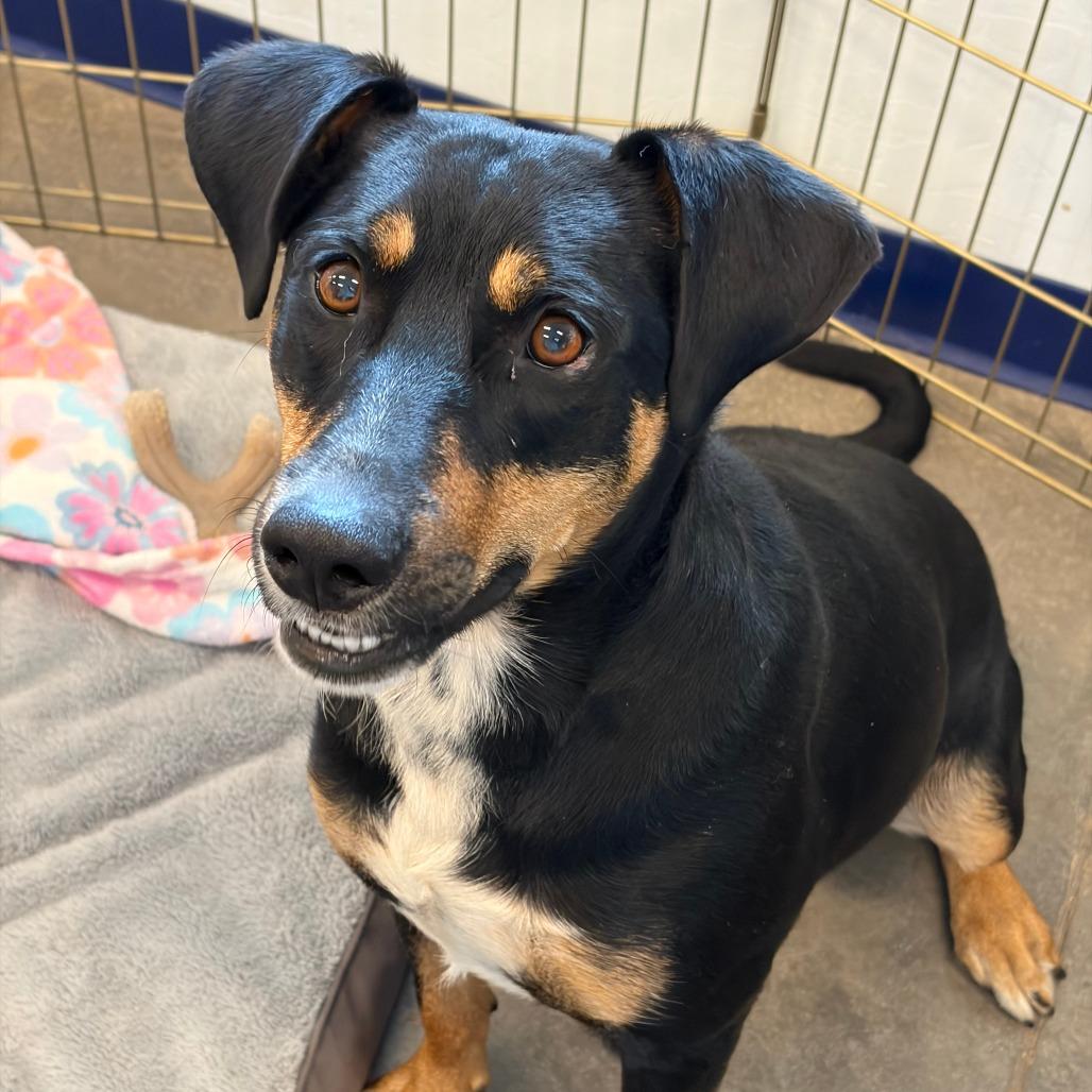 Enlarge Simon, a Adoptable Shepherd in Show Low, AZ image 1/1