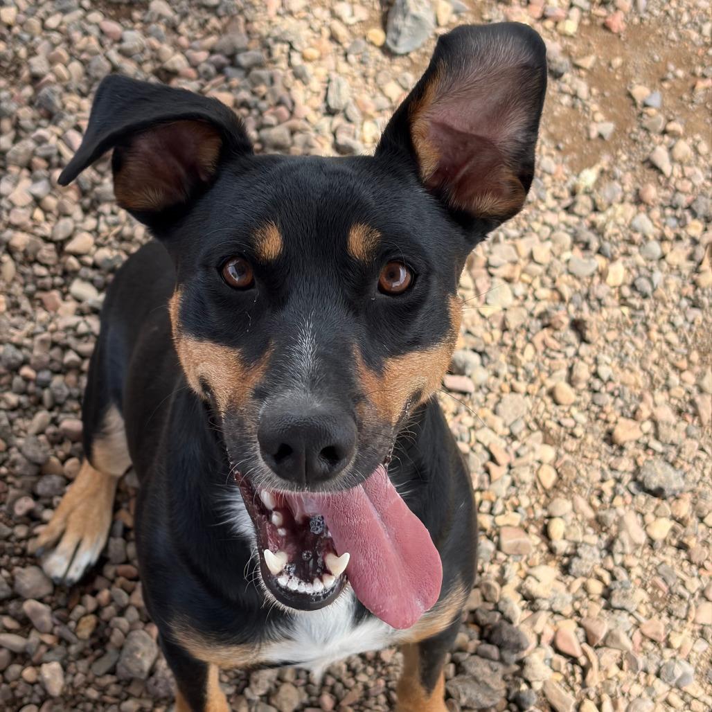 Enlarge Simon, a Adoptable Shepherd in Show Low, AZ image 2/3