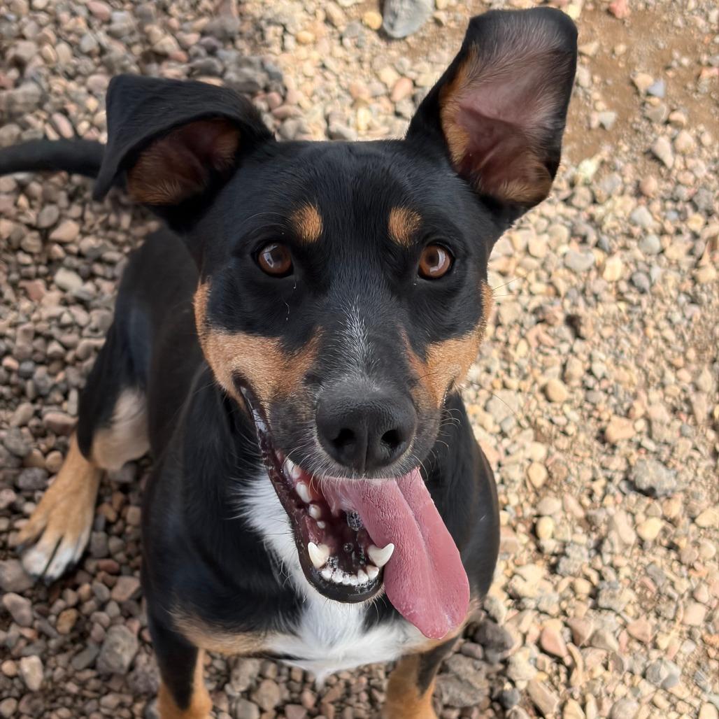 Enlarge Simon, a Adoptable Shepherd in Show Low, AZ image 3/3