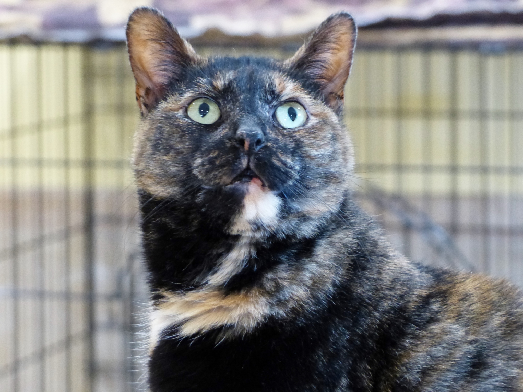 Toggle, Adult Female Tortoiseshell