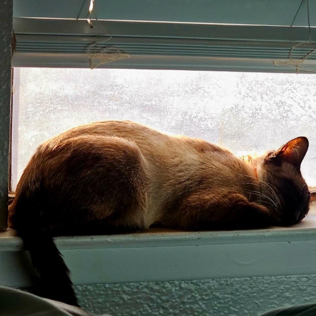 Lady Duchess, an adoptable Siamese in Austin, TX, 78757 | Photo Image 2