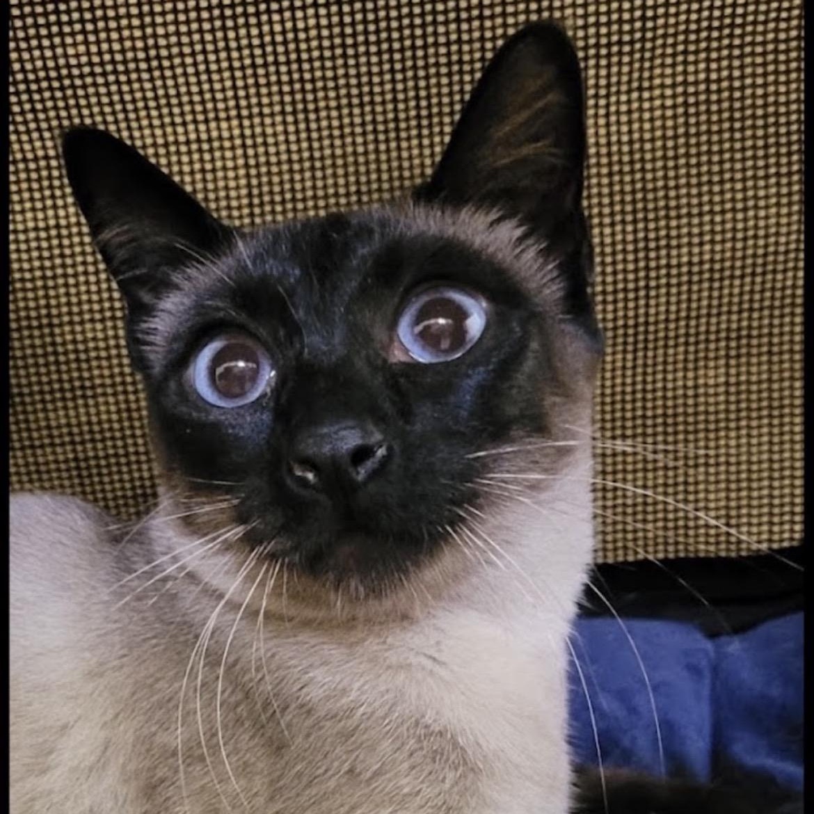 Lady Duchess, Adoptable, Adult Female Siamese.