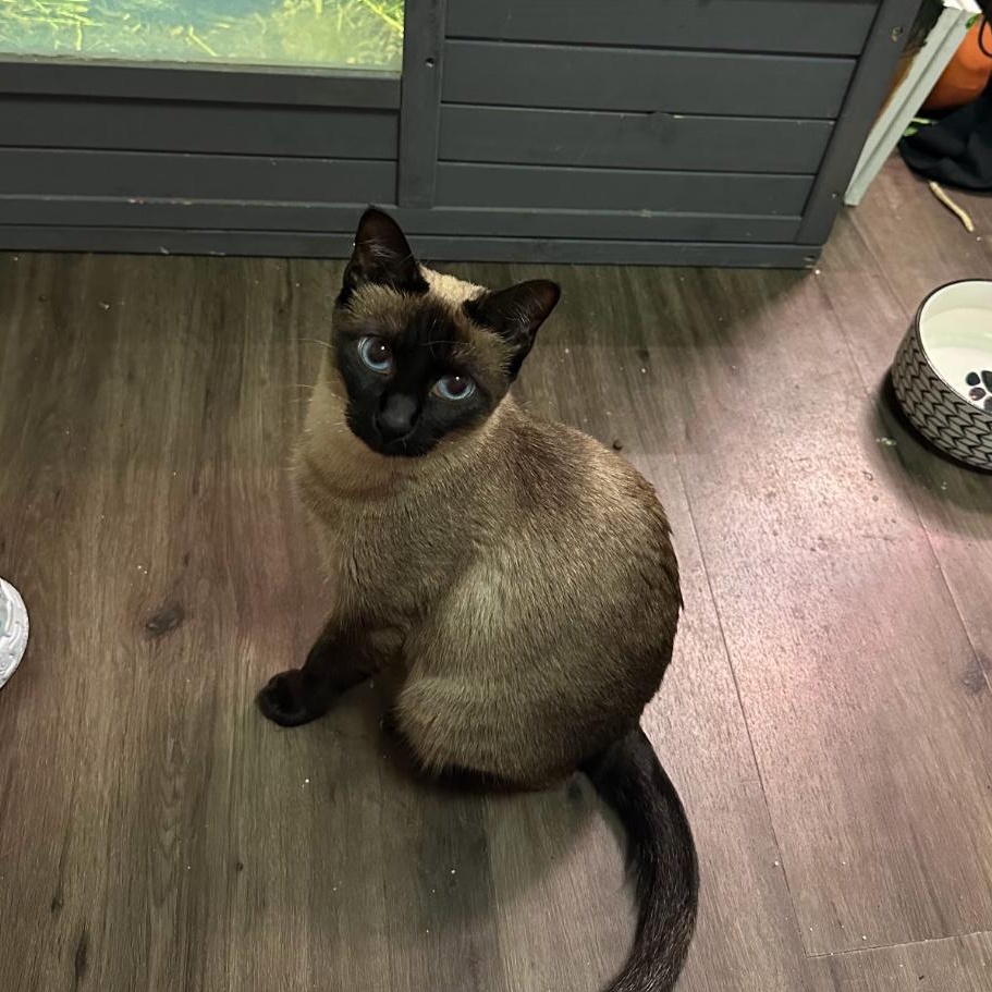 Lady Duchess, an adoptable Siamese in Austin, TX, 78757 | Photo Image 1