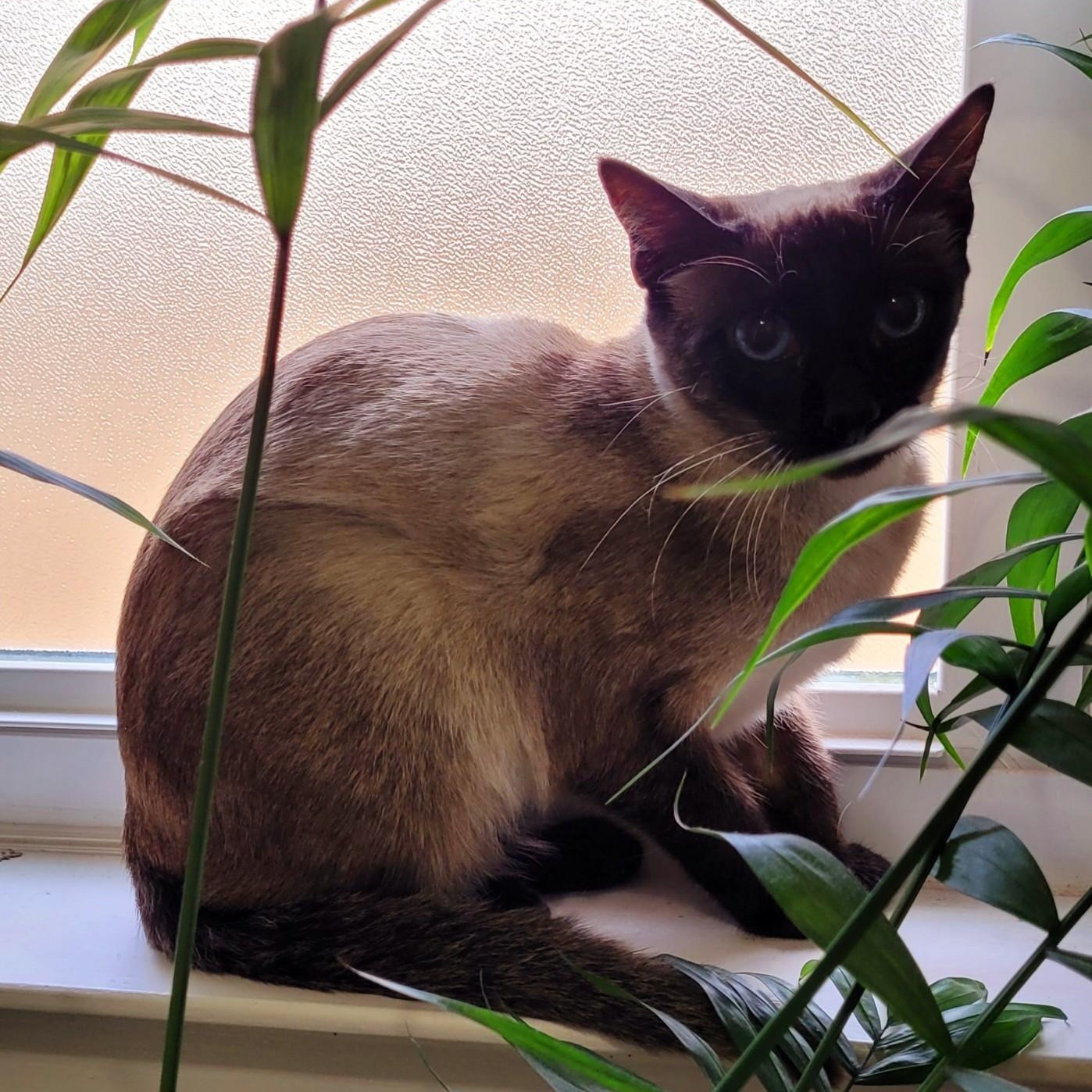 Lady Duchess, an adoptable Siamese in Austin, TX, 78757 | Photo Image 3