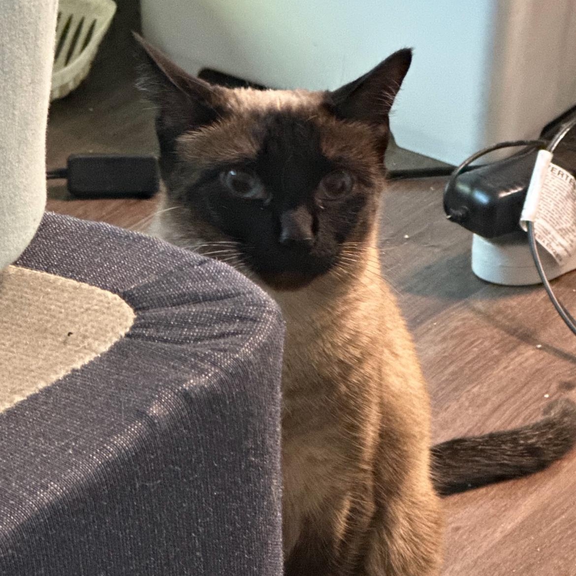 Lady Duchess, an adoptable Siamese in Austin, TX, 78757 | Photo Image 4