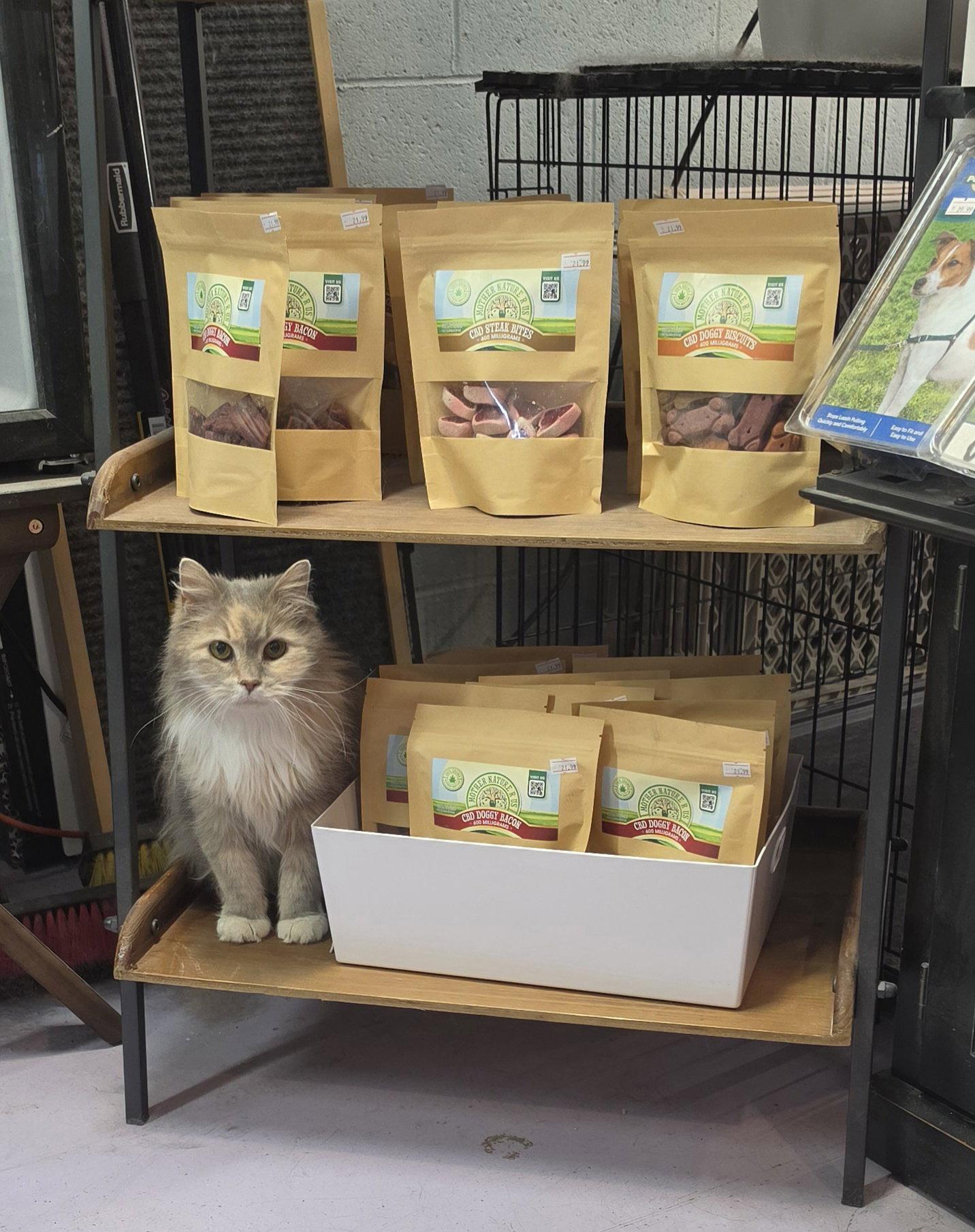 Nermal, Adoptable, Young Female Domestic Long Hair.