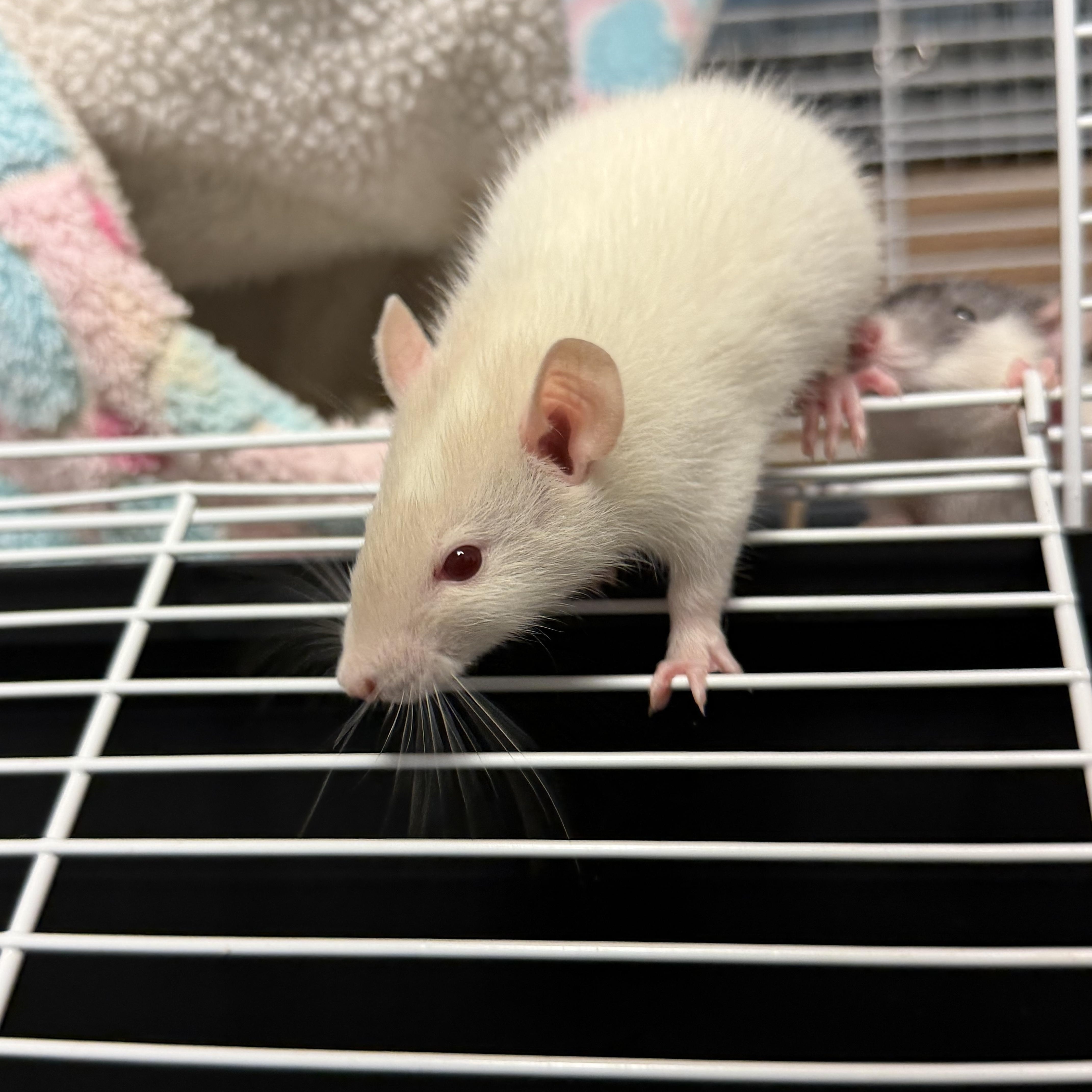 3 baby boys pending, an adopted Rat in Edinburg, PA image 3/4