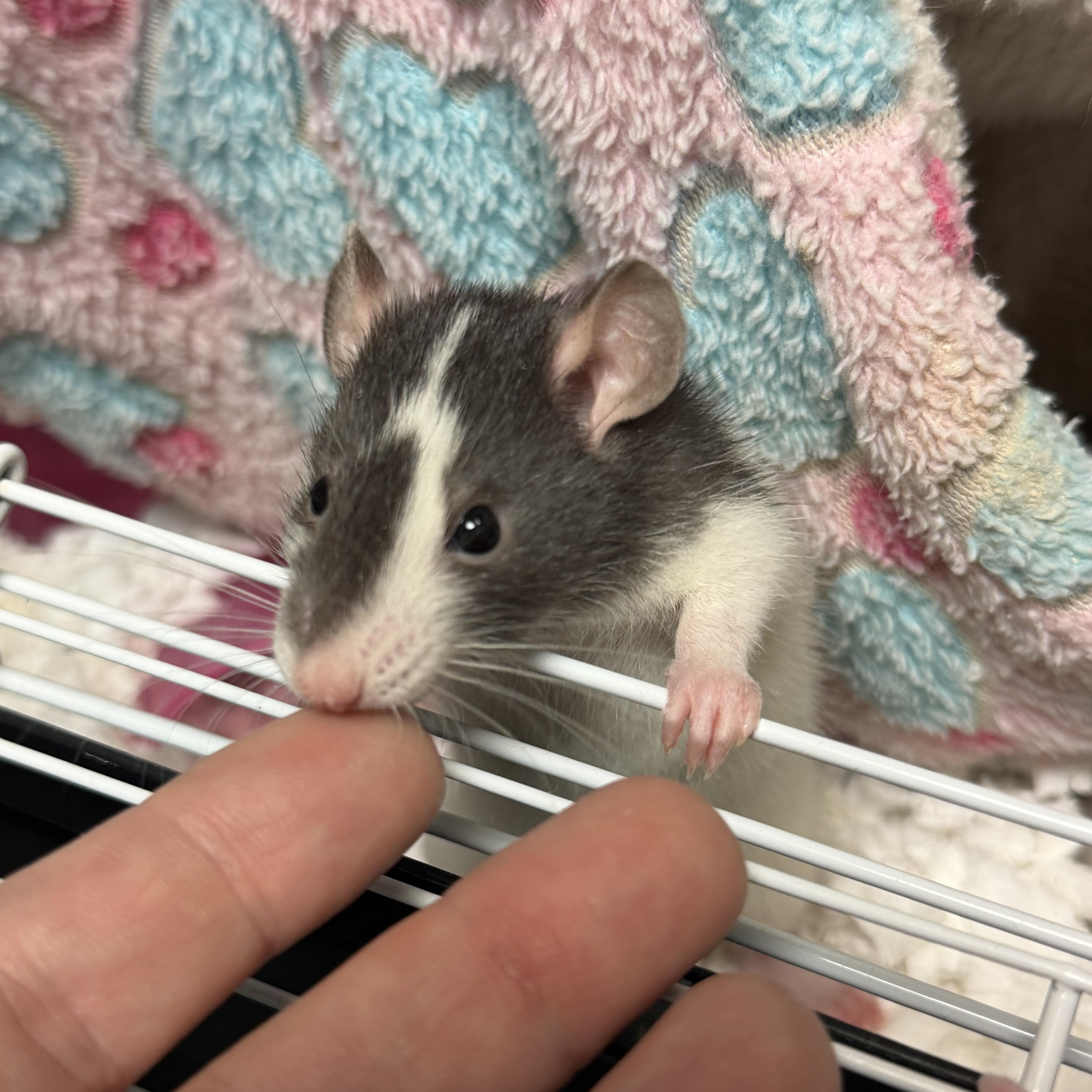 3 baby boys pending, an adopted Rat in Edinburg, PA image 2/4