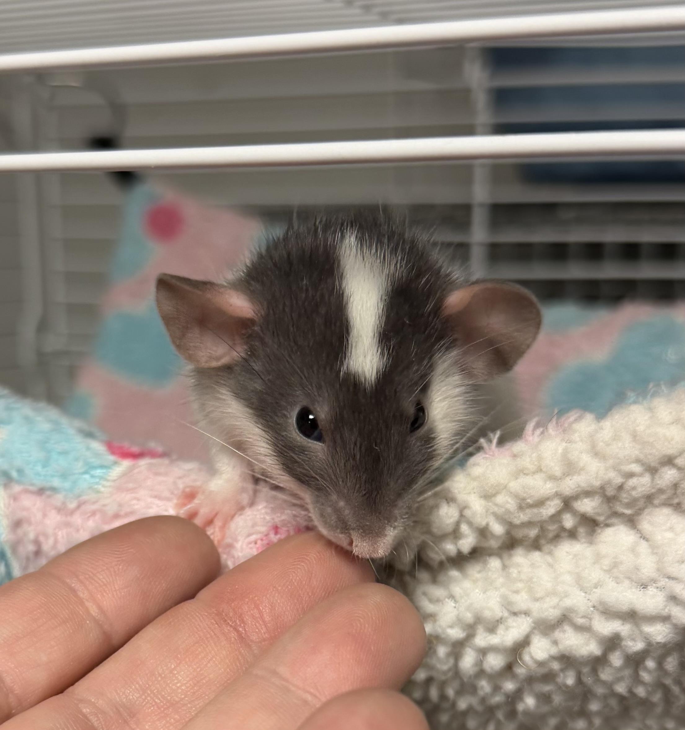 3 baby boys pending, adopted, Baby Male Rat.