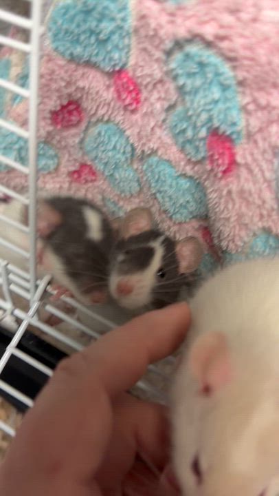 Enlarge 3 baby boys pending, an adopted Rat in Edinburg, PA video 4/4