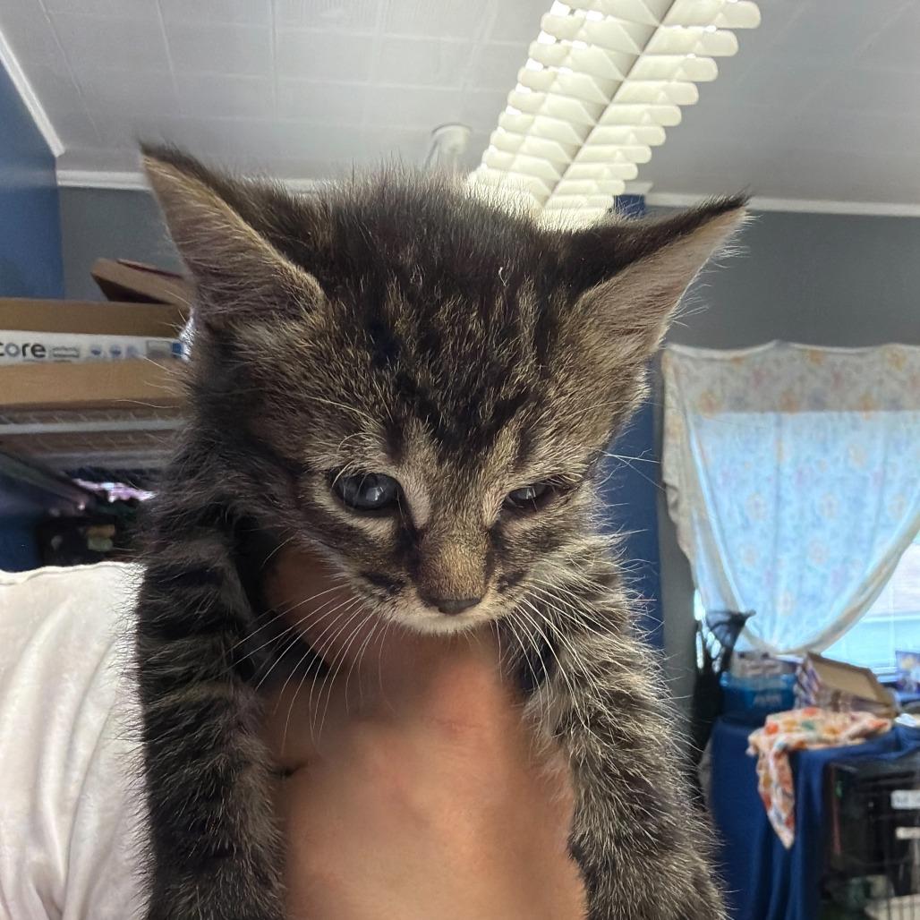 Daphne, Adoptable, Kitten Female Domestic Medium Hair.