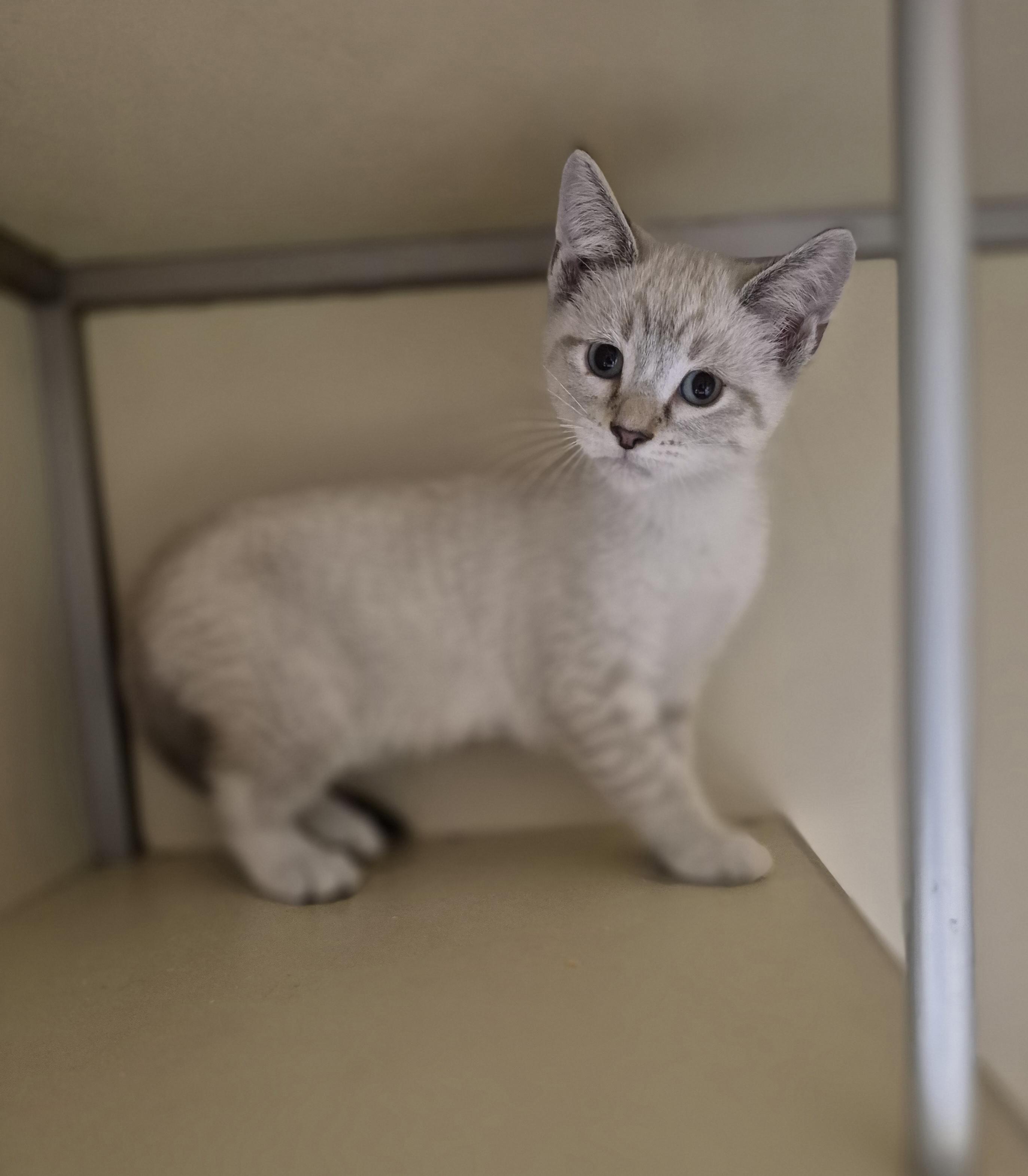 Enlarge Lagertha, an adopted Domestic Short Hair in Schertz, TX image 2/2