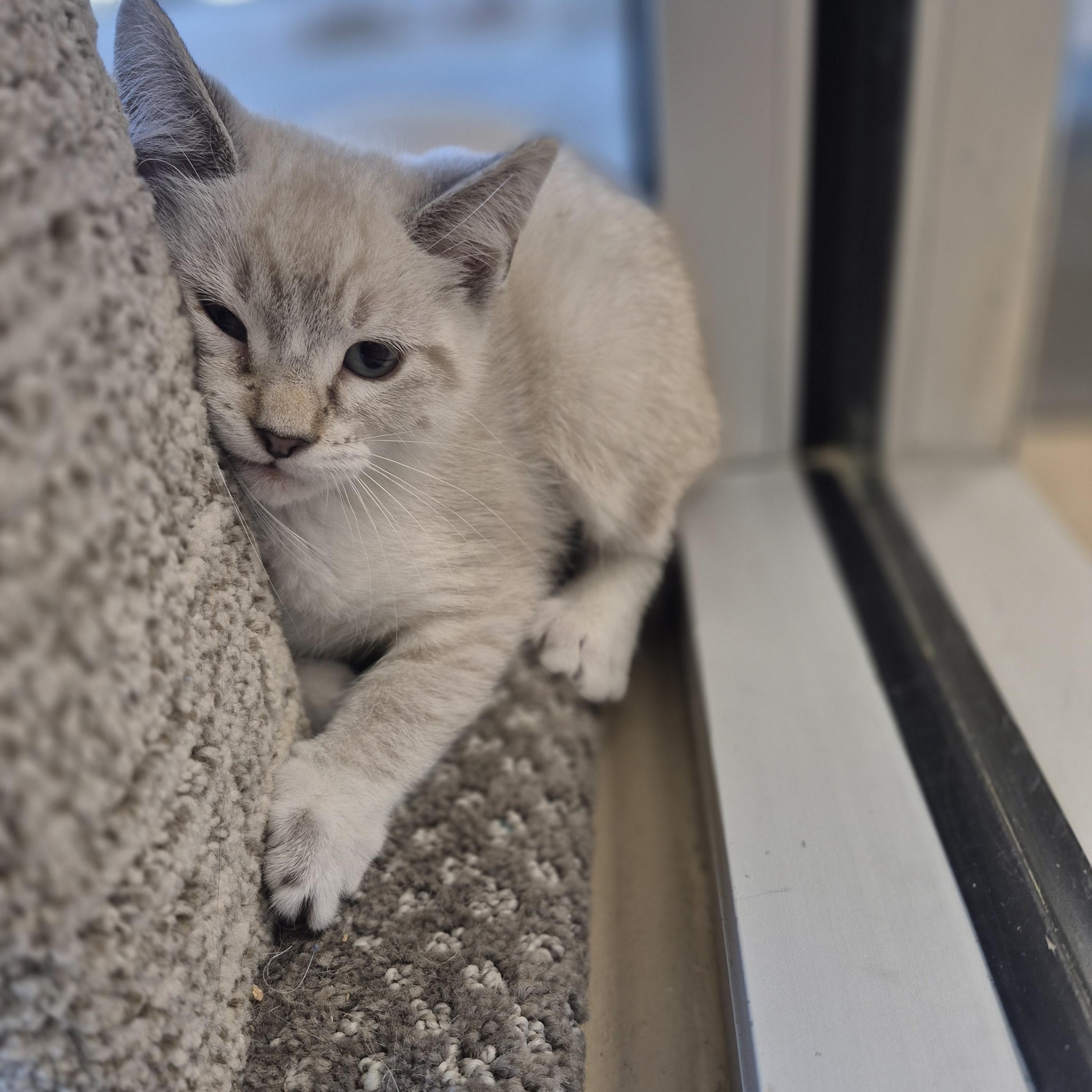 Lagertha, adopted, Young Female Domestic Short Hair.