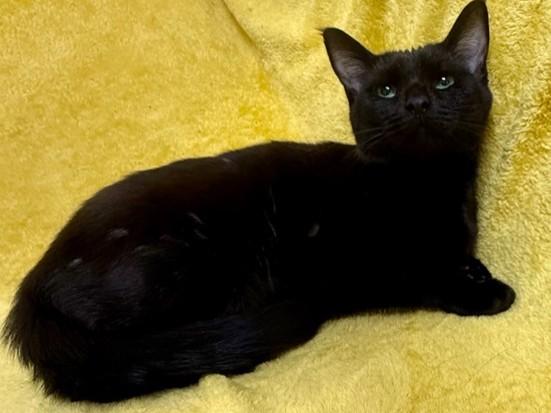 Athena, Adult Female Domestic Short Hair