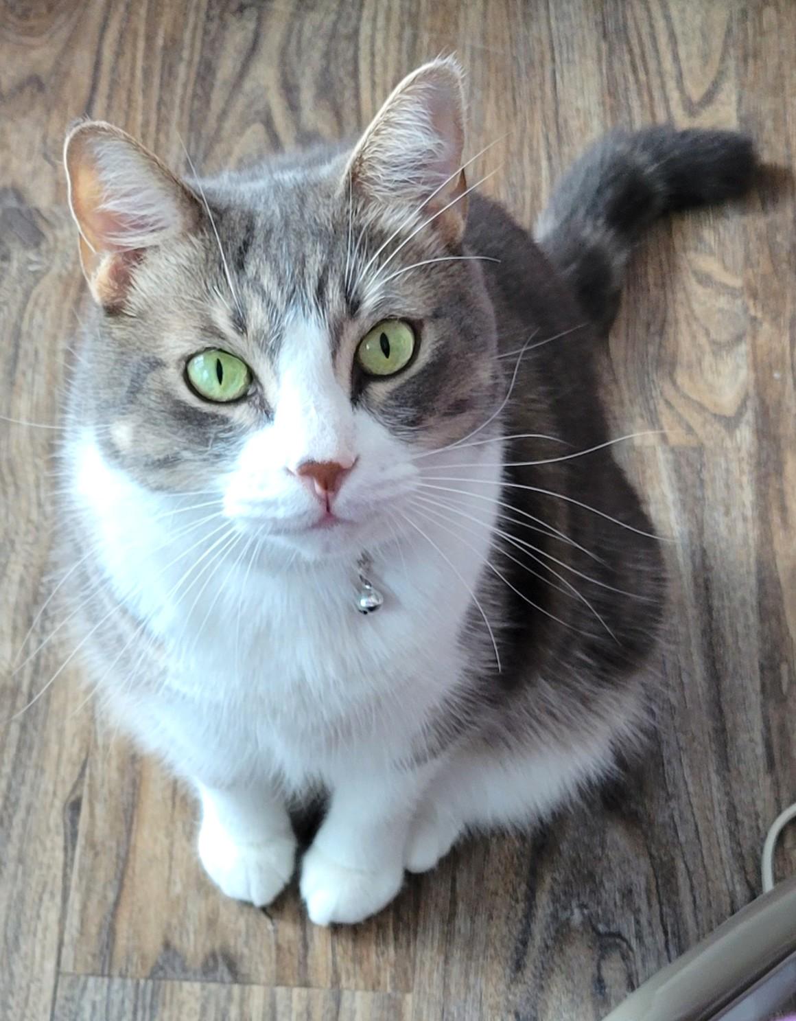 Bella, a Adoptable Tabby in Stoney Creek, ON image 1/6