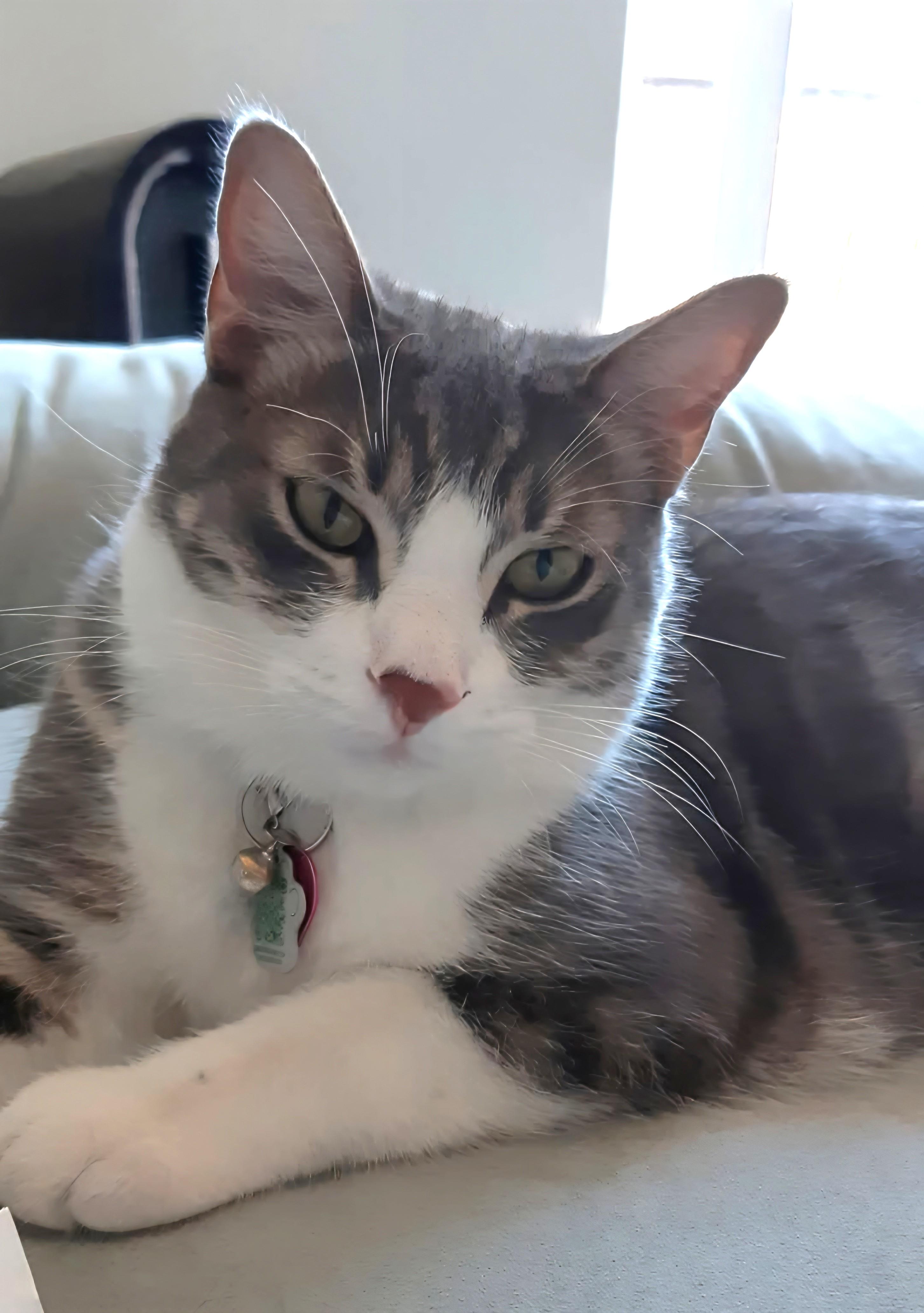 Bella, a Adoptable Tabby in Stoney Creek, ON image 3/6