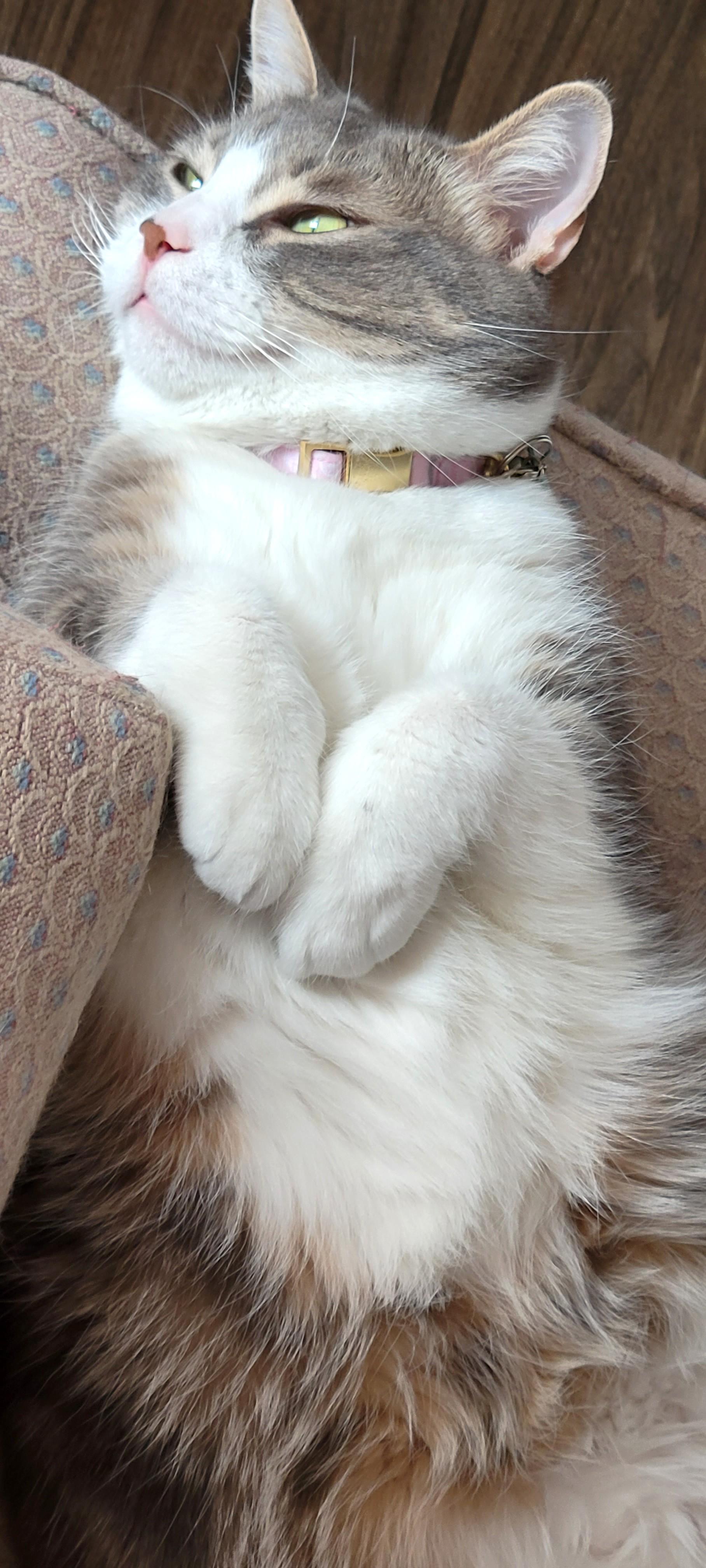 Bella, a Adoptable Tabby in Stoney Creek, ON image 4/6