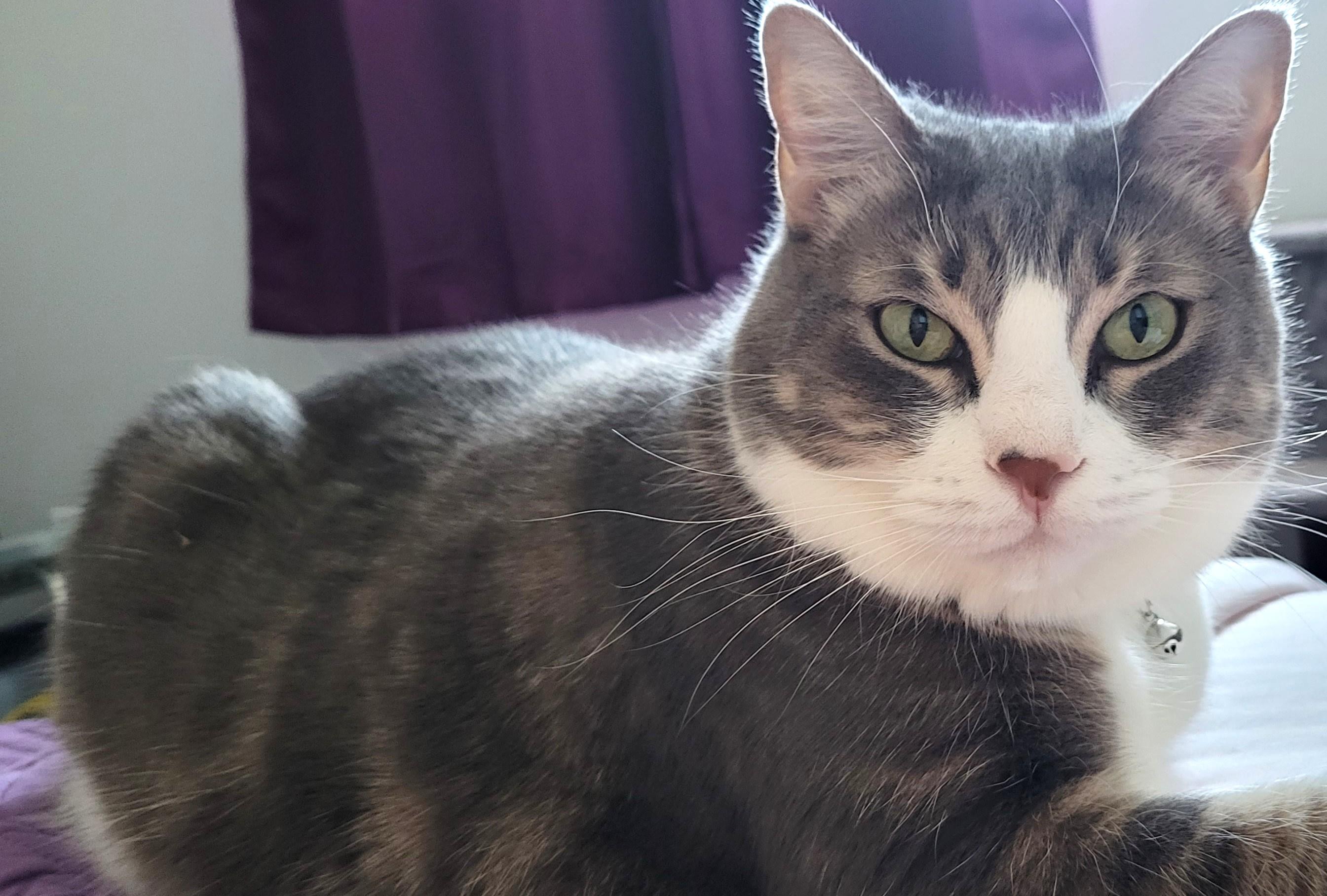 Bella, a Adoptable Tabby in Stoney Creek, ON image 2/6