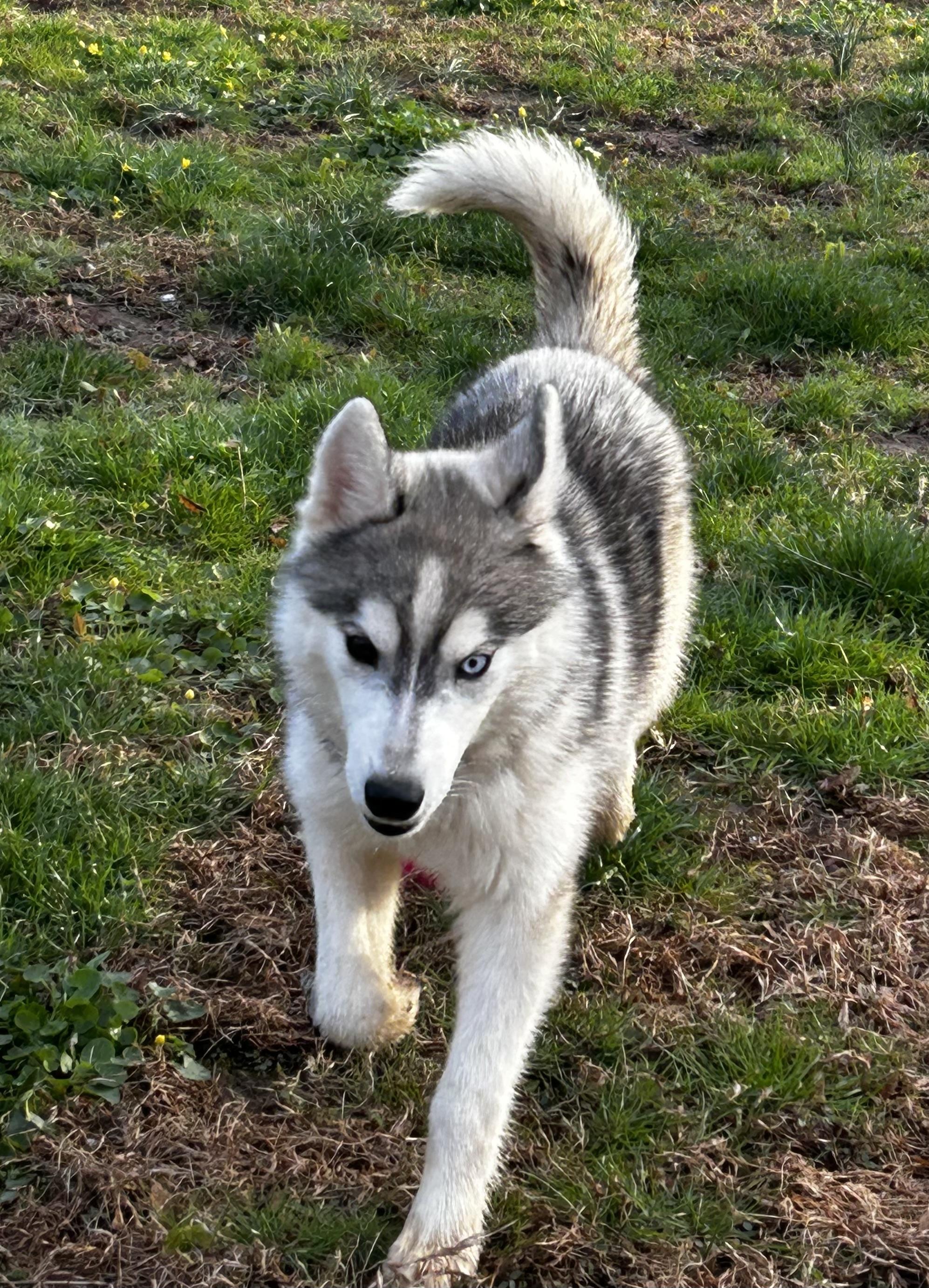 Enlarge Winter, a ADOPTABLE Husky in Lafayette Hill, PA image 2/3