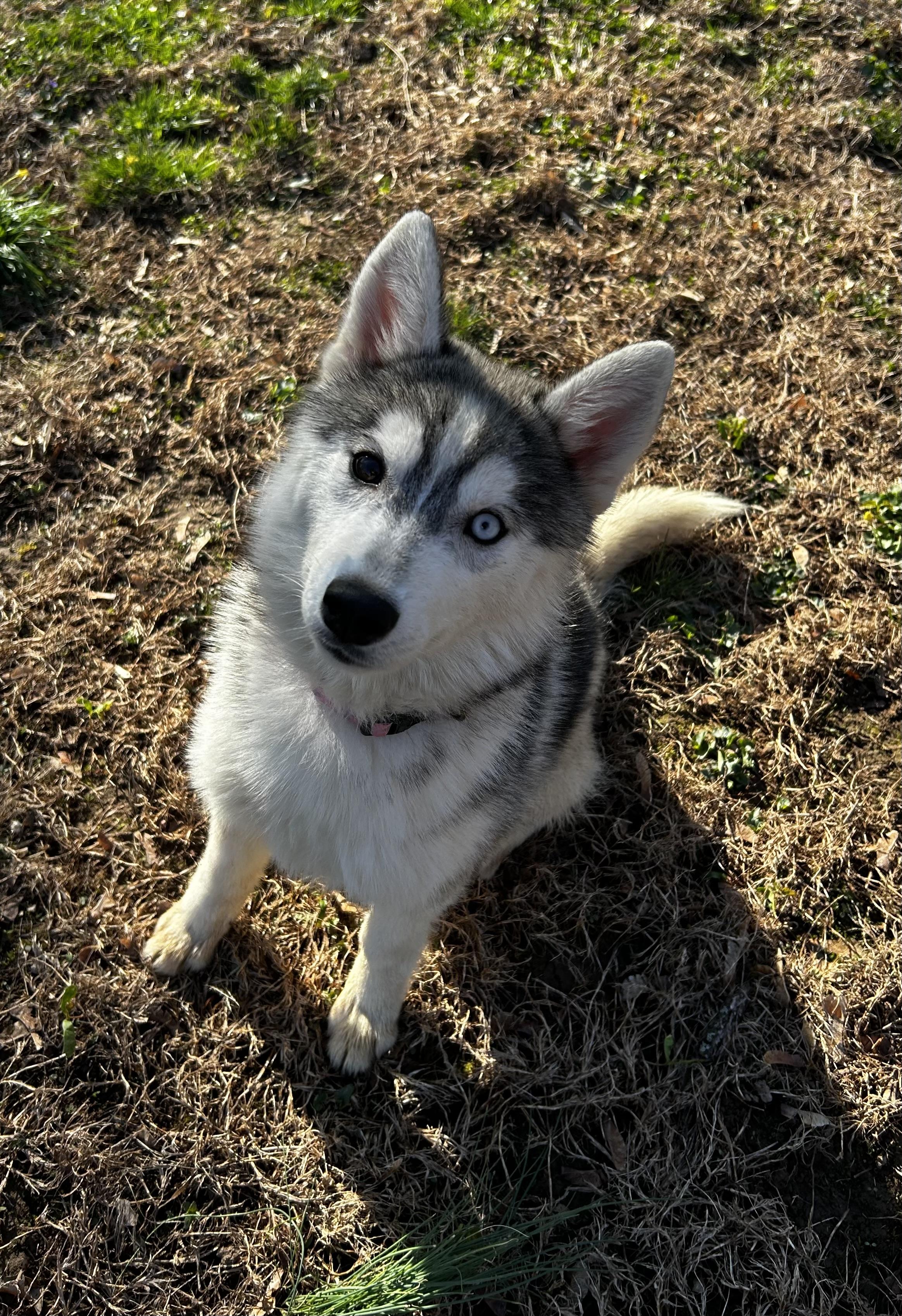 Enlarge Winter, a ADOPTABLE Husky in Lafayette Hill, PA image 1/3