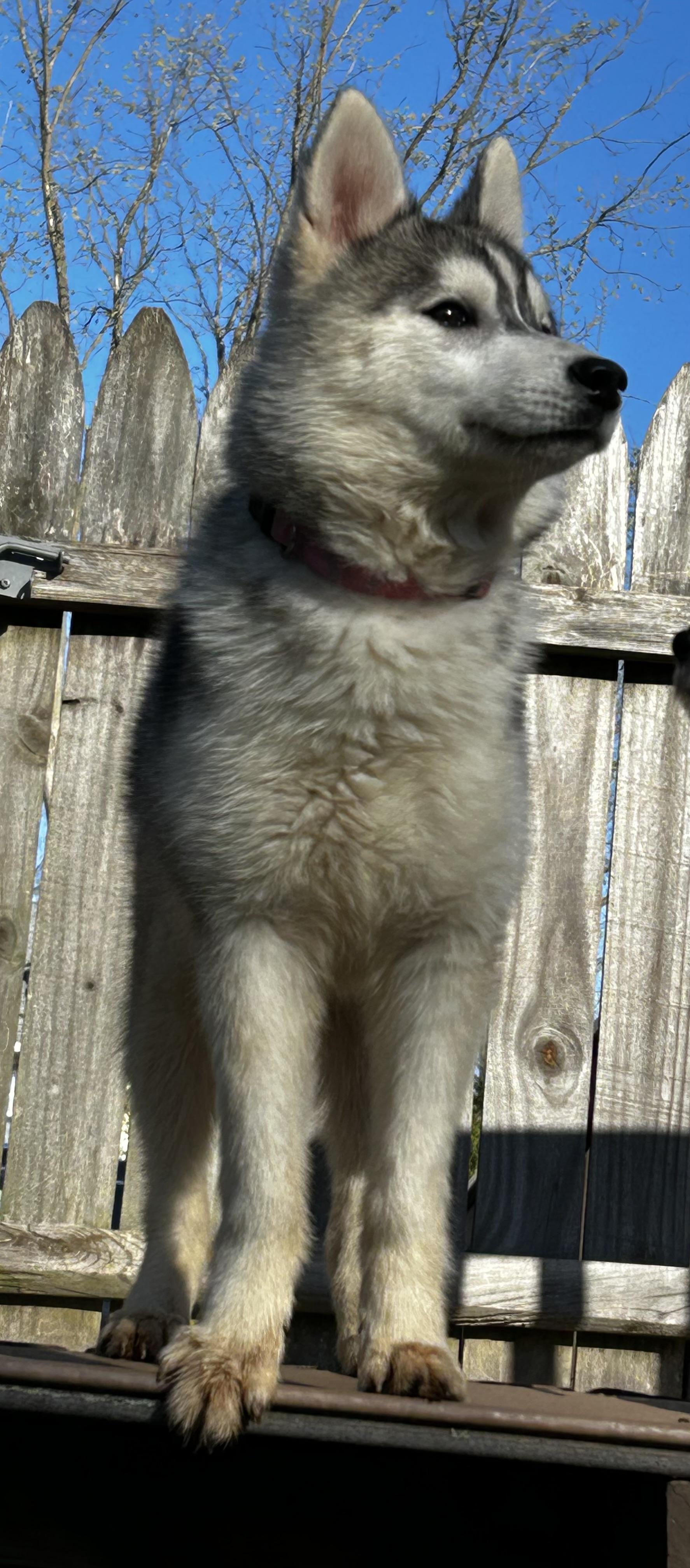 Enlarge Winter, a ADOPTABLE Husky in Lafayette Hill, PA image 3/3