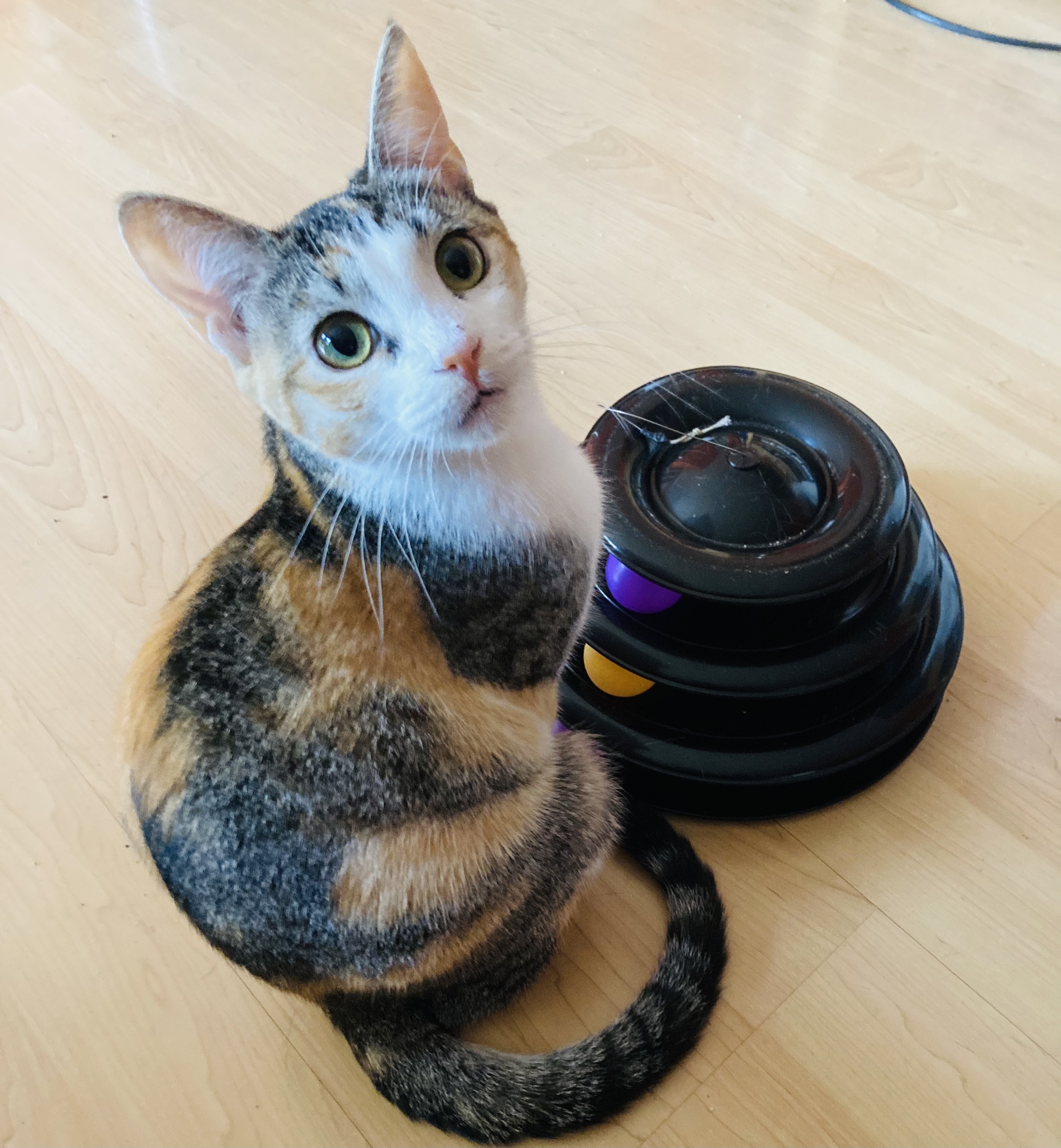 Gondola , a Adoptable Calico in Tustin, CA image 1/4