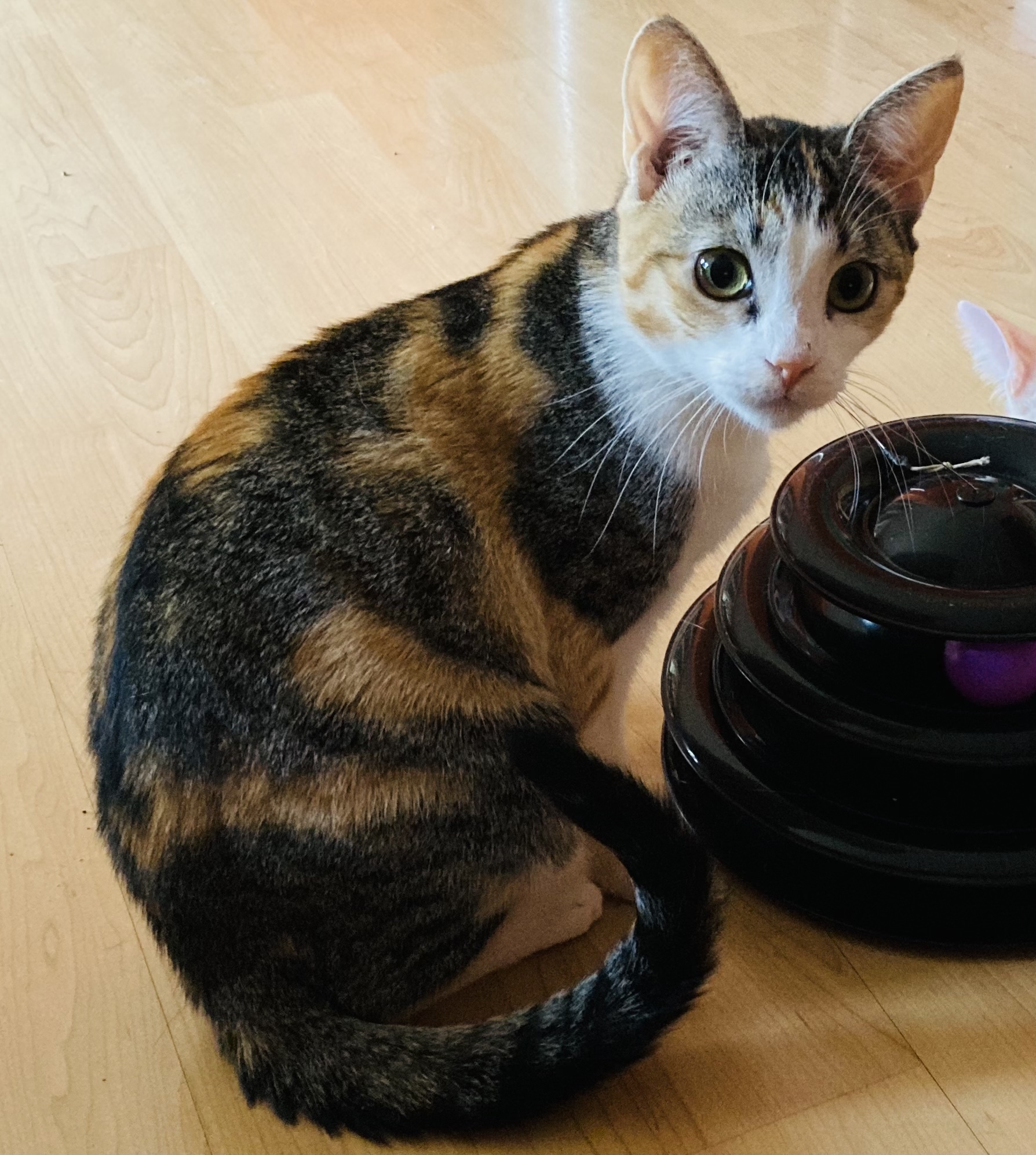 Gondola , a Adoptable Calico in Tustin, CA image 2/4