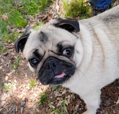 Charlie, an adopted Pug in Palmyra, VA image 1/3