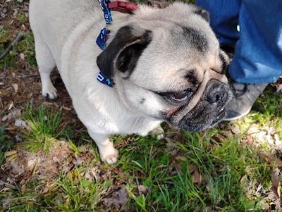 Charlie, an adopted Pug in Palmyra, VA image 2/3