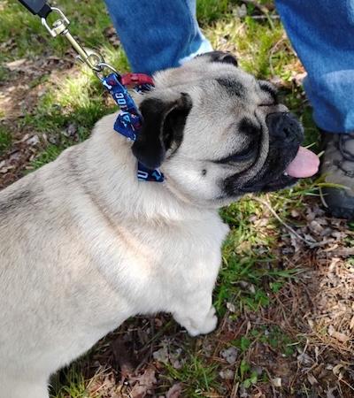 Charlie, an adopted Pug in Palmyra, VA image 3/3