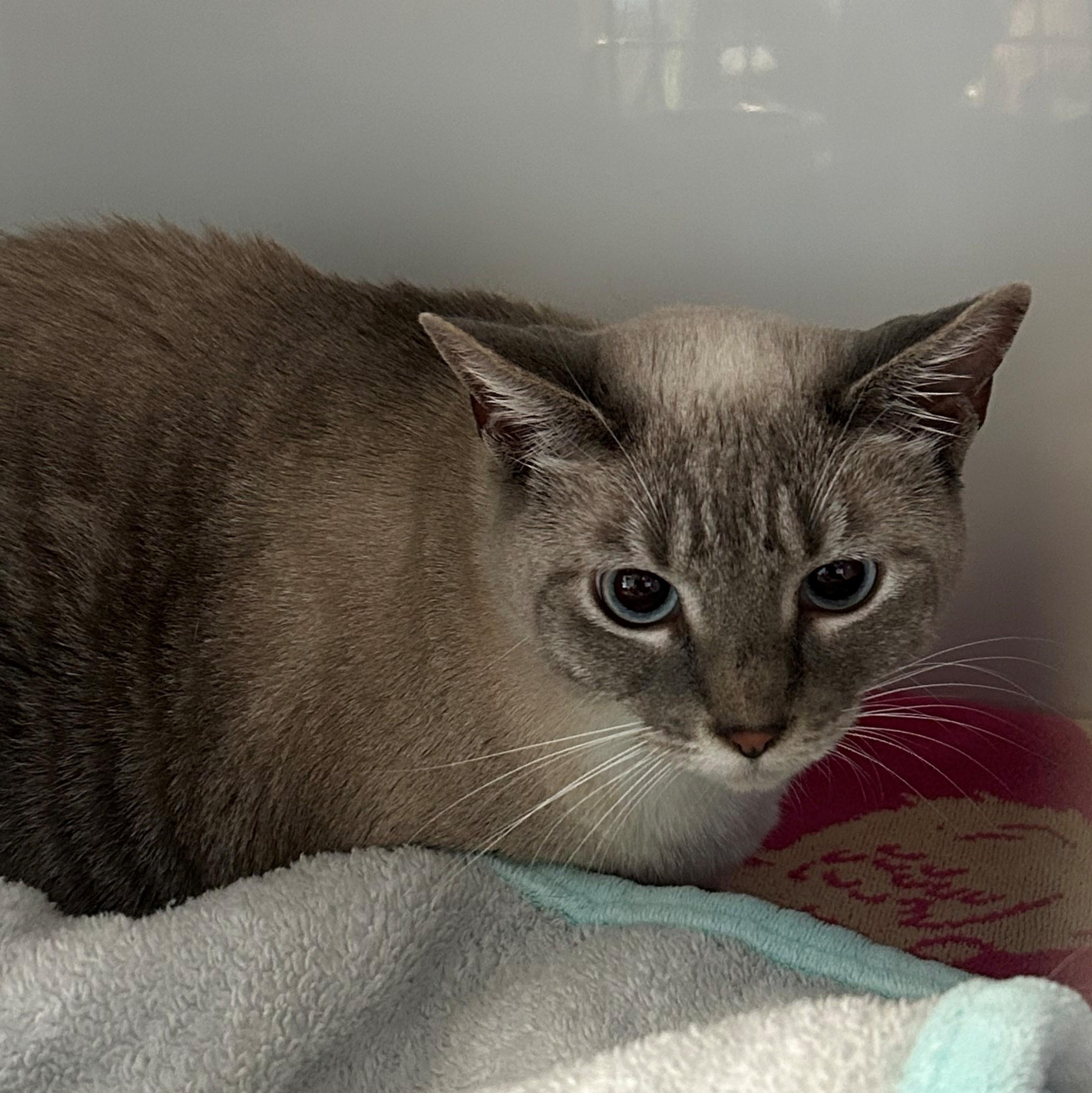 Enlarge Yumi, an adopted Siamese in Margate, FL image 1/1