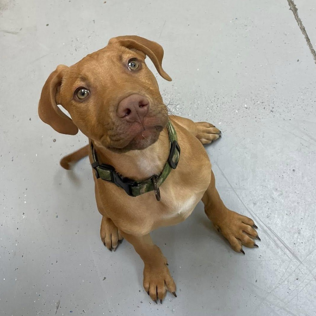 Derp, ADOPTABLE, Young Male Hound.