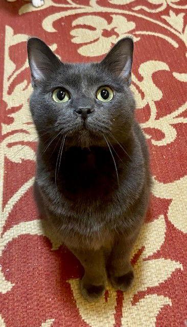 Grayson, a Adoptable Domestic Short Hair in O'Fallon, MO image 2/2