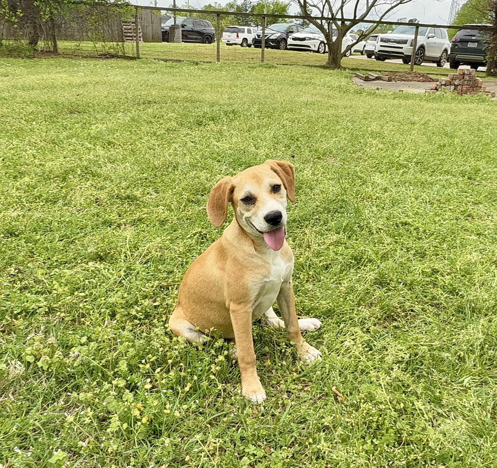 Sissy, a Adoptable mixed breed in Texarkana, TX image 1/3