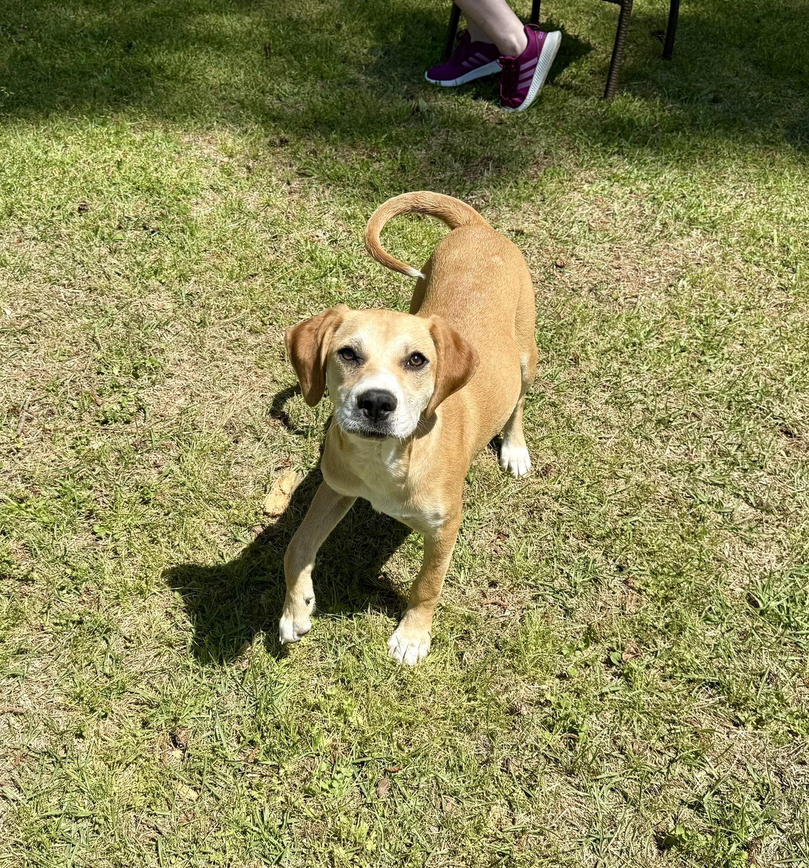 Sissy, a Adoptable mixed breed in Texarkana, TX image 2/3