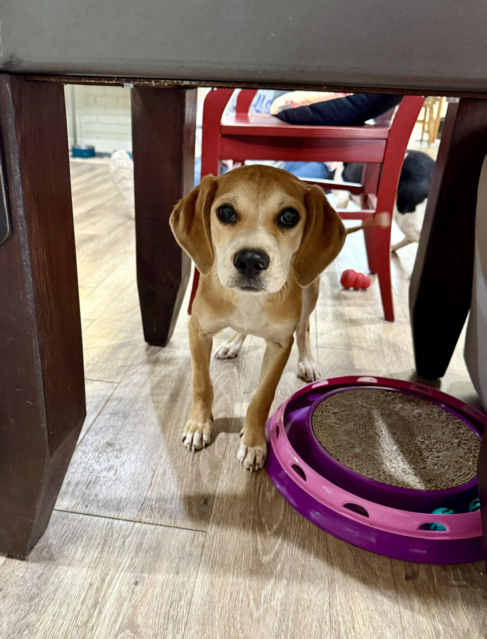 Sissy, a Adoptable mixed breed in Texarkana, TX image 3/3