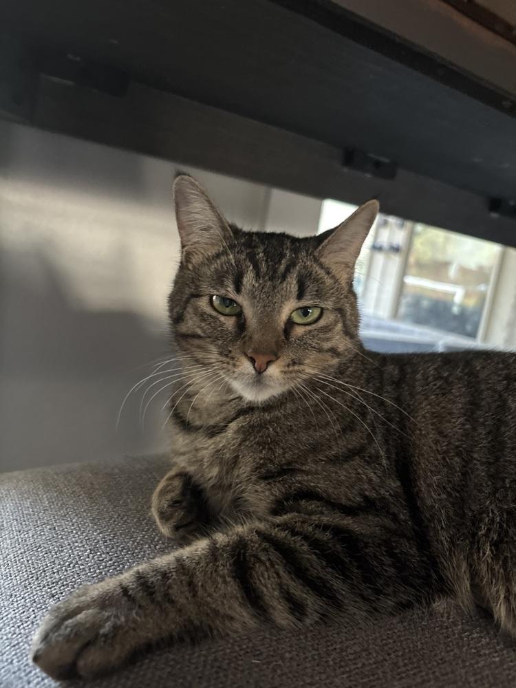 Enlarge Billie, a Adoptable mixed breed in Plumerville, AR image 1/5