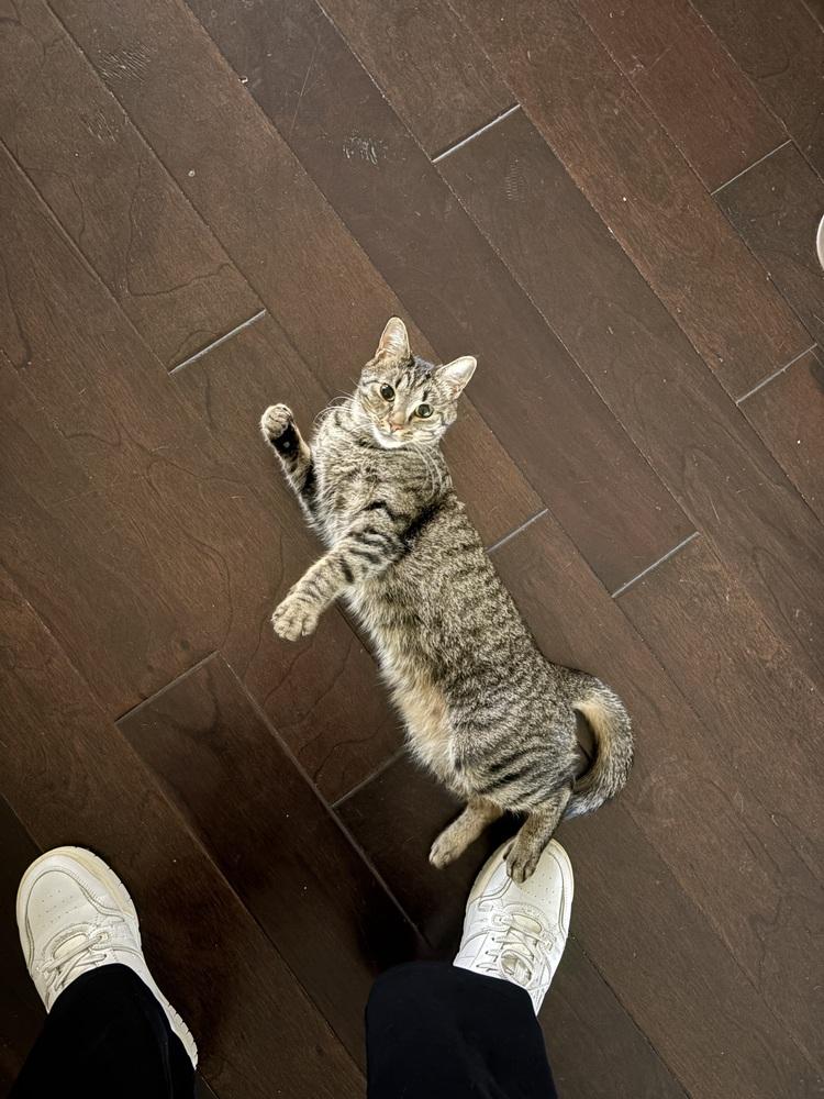 Enlarge Billie, a Adoptable mixed breed in Plumerville, AR image 2/5