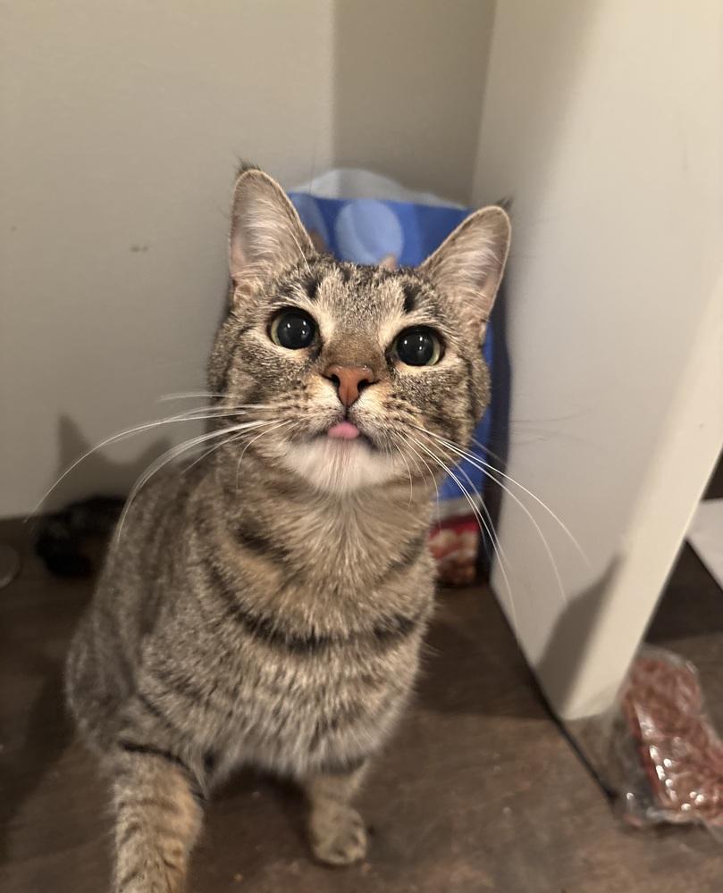 Enlarge Billie, a Adoptable mixed breed in Plumerville, AR image 3/5