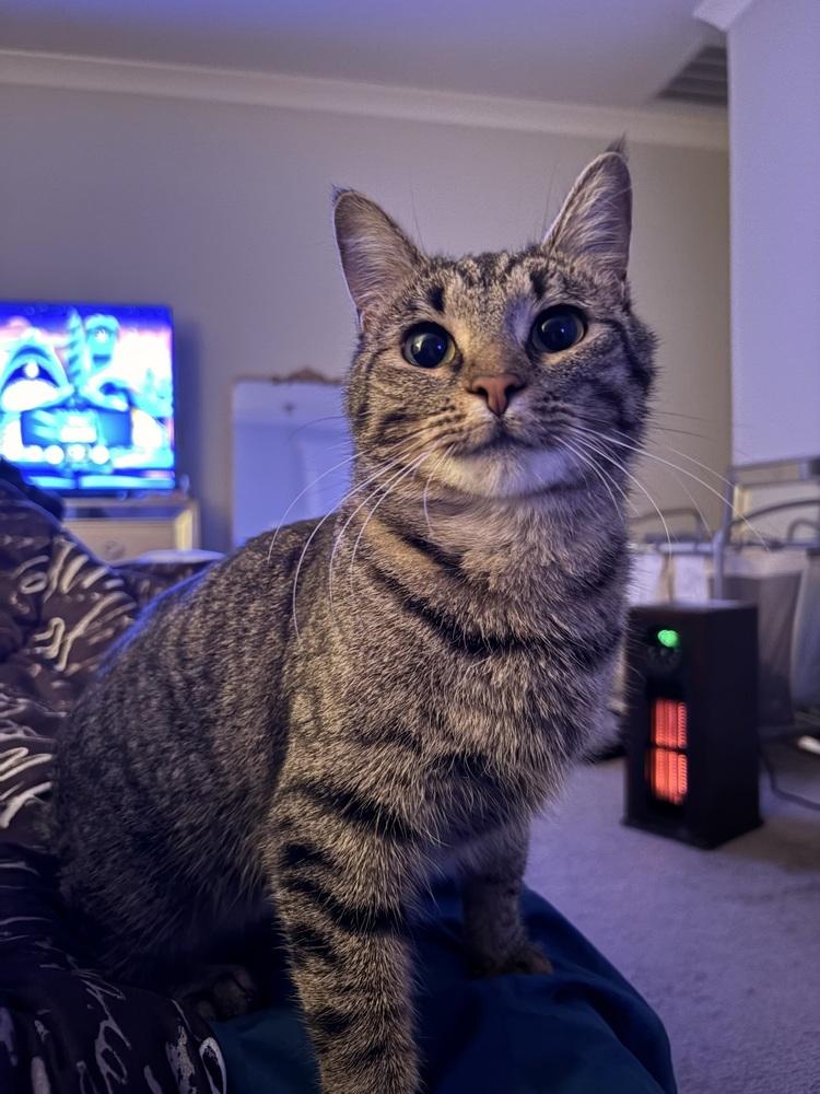 Enlarge Billie, a Adoptable mixed breed in Plumerville, AR image 4/5