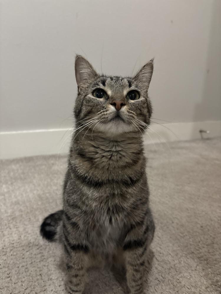 Enlarge Billie, a Adoptable mixed breed in Plumerville, AR image 5/5