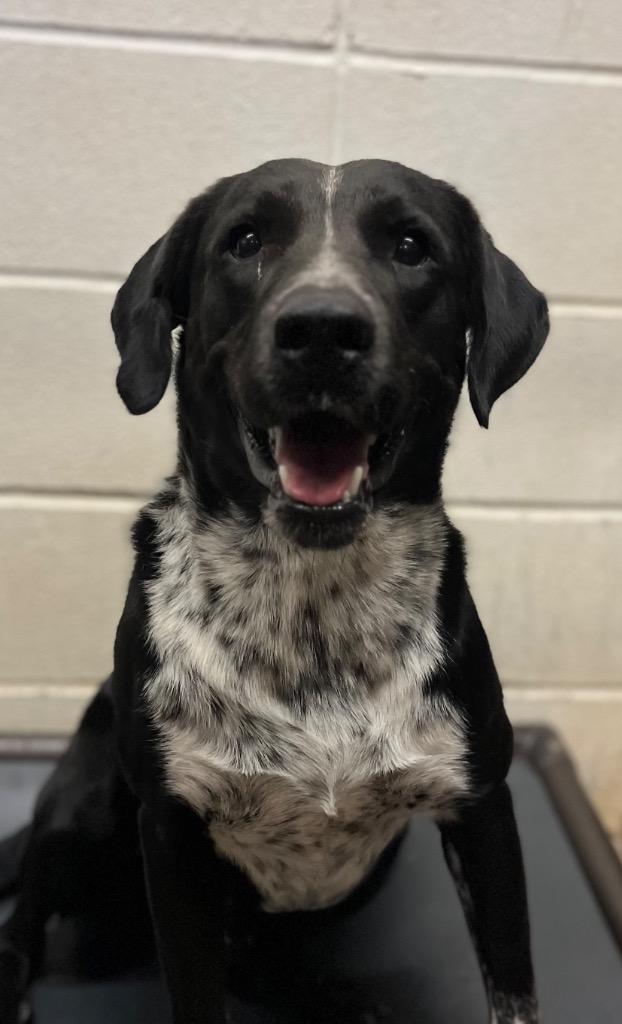 Snoop Dog, Adoptable, Adult Male Labrador Retriever & Australian Cattle Dog / Blue Heeler.