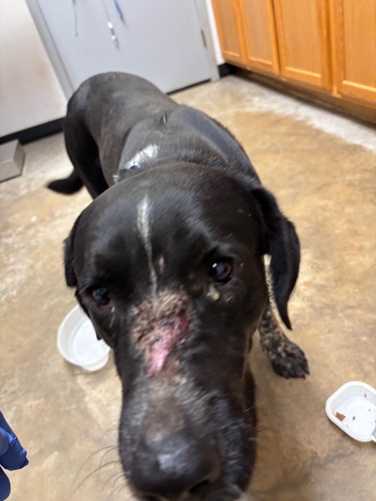 Enlarge Snoop Dog, a Adoptable mixed breed in Lockhart, TX image 3/3