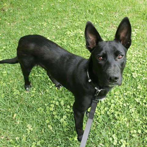 Dozer, a ADOPTABLE German Shepherd Dog in Calera, AL image 3/6
