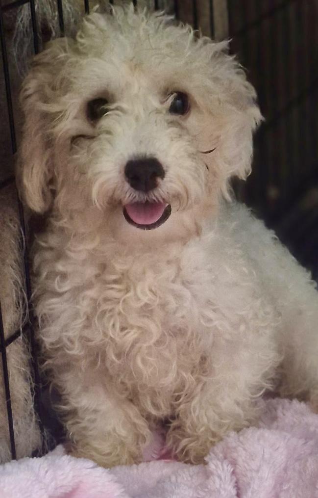 Enlarge Bella, a Adopted mixed breed in Los Angeles, CA image 2/4