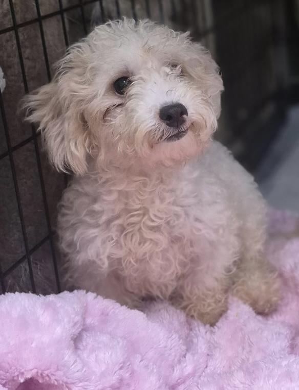 Enlarge Bella, a Adopted mixed breed in Los Angeles, CA image 1/4