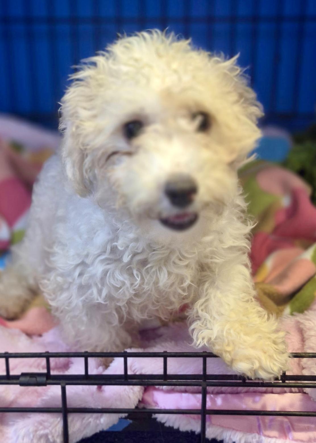 Enlarge Bella, a Adopted mixed breed in Los Angeles, CA image 3/4